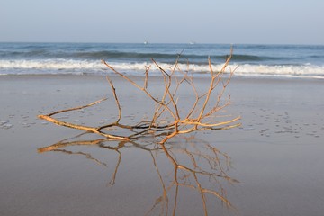 Fototapeta na wymiar Twig on the beach