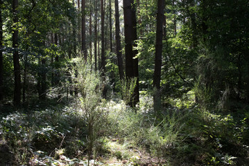 Green foliage in the forest
