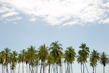 palm trees and sky