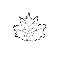 Hand drawn Leaf isolated on a white. Sketch. Vector illustration.