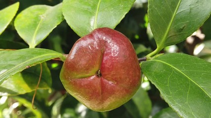 Fruit of Camellia japonica, also known as common or Japanese camellia, or tsubaki in Japanese.