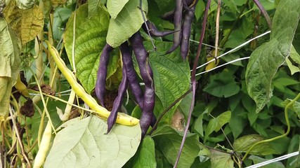 Phaseolus vulgaris, Blauhilde, climbing French beans growing in a garden.