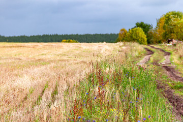 Fototapeta premium Landscape of field edge with ears of wheat or barley after harvesting with road, sky and clouds