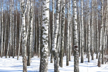 Black and white birch trees with birch bark in birch forest among other birches in winter in snow
