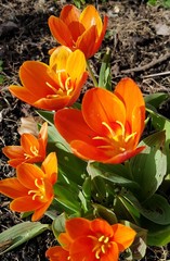 Orange Crocus Flowers
