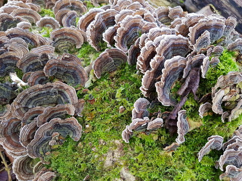 Turkey Fan Tail Mushrooms on Green Moss Covered Trunk