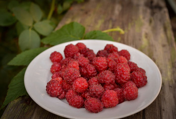 Raspberry berries lie on a wooden bench in the summer garden. Photo taken outdoors and in warm colors. Harvesting raspberries on a farm.