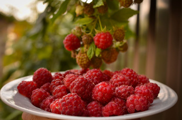 Raspberry berries lie on a wooden bench in the summer garden. Photo taken outdoors and in warm colors. Harvesting raspberries on a farm.