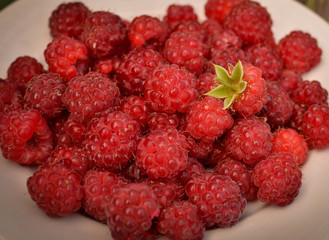 Raspberry berries lie on a wooden bench in the summer garden. Photo taken outdoors and in warm colors. Harvesting raspberries on a farm.