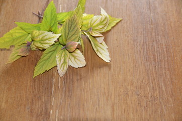 Backgrounds and textures. On a wooden board lies a twig with green leaves.