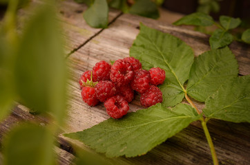 Fototapeta premium Raspberry berries lie on a wooden bench in the summer garden. Photo taken outdoors and in warm colors. Harvesting raspberries on a farm.