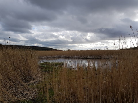Leighton Moss