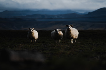 Icelandic Sheeps