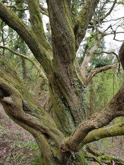 Twisted Tree Branches