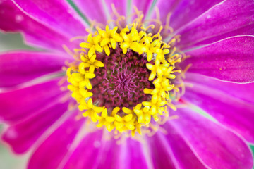 Obraz premium Macro portulaca