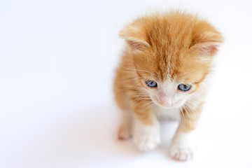 Cute ginger kitten on a white background