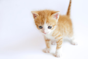 Cute ginger kitten on a white background