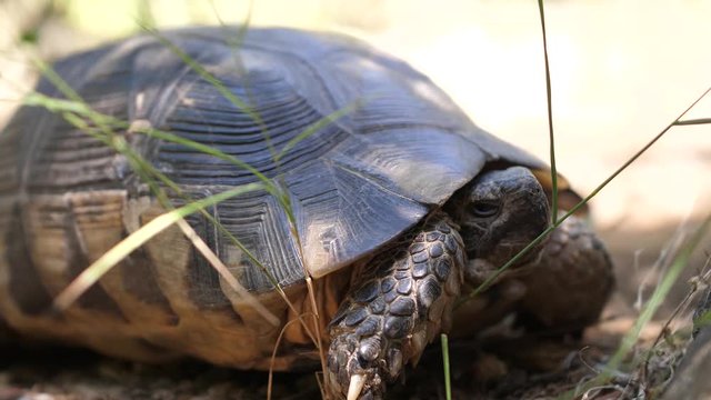Tortoise close up slow motion shot