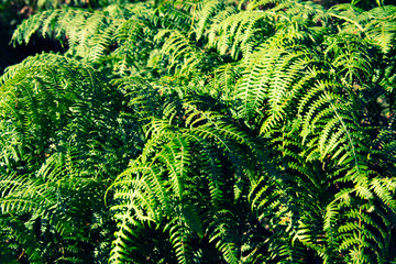 fern in forest