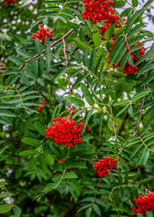 bunches of Rowan berries on a background of green foliage