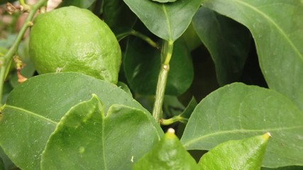 Lemon (Citrus limon) tree close up. Fruits are still raw.