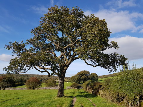 Oak Tree in Field
