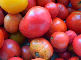 tomato isolated on white background