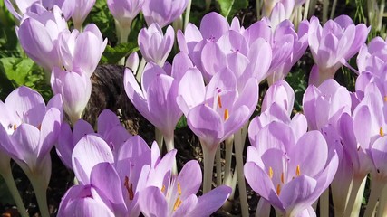Close up of Colchicum autumnale flowers, also known as autumn crocus, meadow saffron or naked ladies, Plants are deadly poisonous due to their colchicine content.