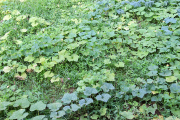 Natural green leaves And dayligh