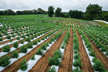 Hemp Farm Aerial Image