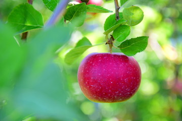 Apfel - Apfelbaum - Apfelernte