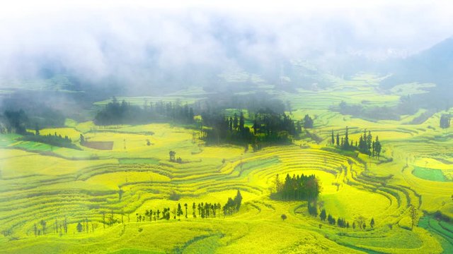 Timelapse of Canola field, rapeseed flower field with morning fog in Luoping, China.4K