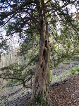 Evergreen Twisting Fairy Tree