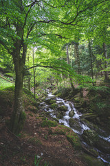 Obraz premium cascata nel bosco