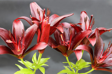 Lilium dark secret is a Asiatic Lilies with a satiny shine dark red petals