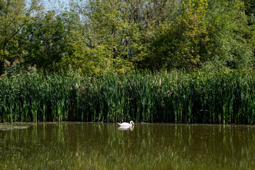 Swamp area Imperial Pond, Carska bara, Serbia. Large natural habitat for rare birds and other species.