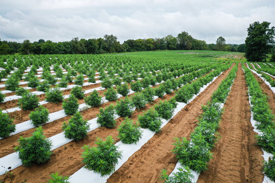 Hemp Farming Field