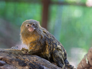 Titi monkey on a branch 