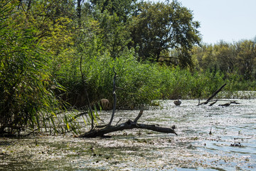 Swamp area Imperial Pond, Carska bara, Serbia. Large natural habitat for rare birds and other species.