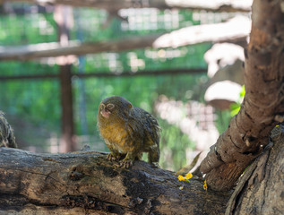 Titi monkey on a branch 