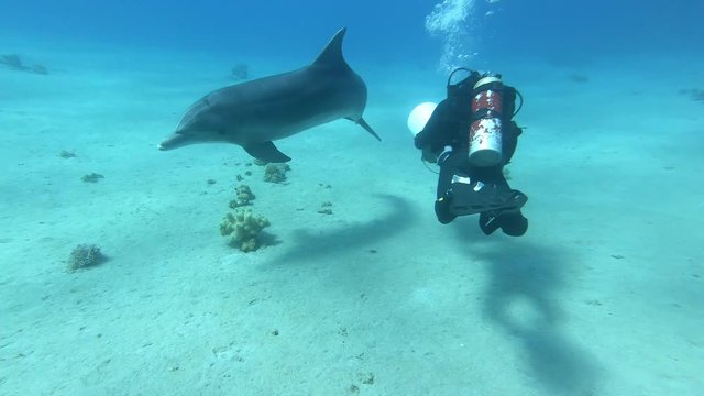 Baby bottlenose dolphin swimming in the sea underwater.Playing with scuba diver