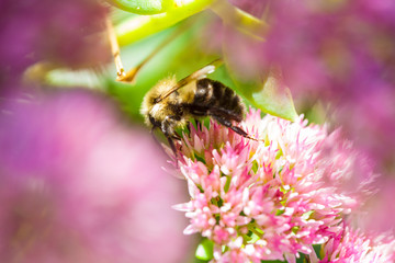 Bee harvesting honey in the late day