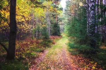 The rays of the setting sun illuminating the thicket of the forest autumn landscape.