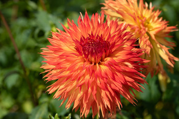 Kaktus-Dahlie in Orange Ceyenne Makro