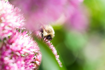 Bee working diligently collecting honey for the hive