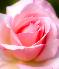 Obraz na płótnie Canvas Soft Pink Rose.