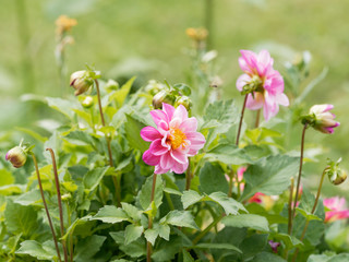 Dahlia dekorativ - Rote Zwerg-Dahlie or Dahlia Topmix pink