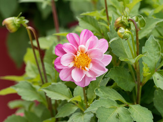 Dahlia dekorativ - Rote Zwerg-Dahlie or Dahlia Topmix pink wie kleine Gänseblümchen mit goldenem Herzen in kleiner dunkelgrün Busch dicht belaubt