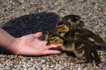 Enten füttern - Enten Küken am See