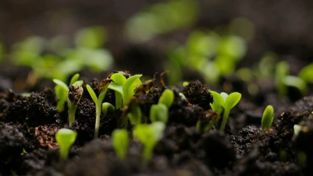 Growing plants in spring timelapse, sprouts germination newborn cress salad plant in greenhouse agriculture